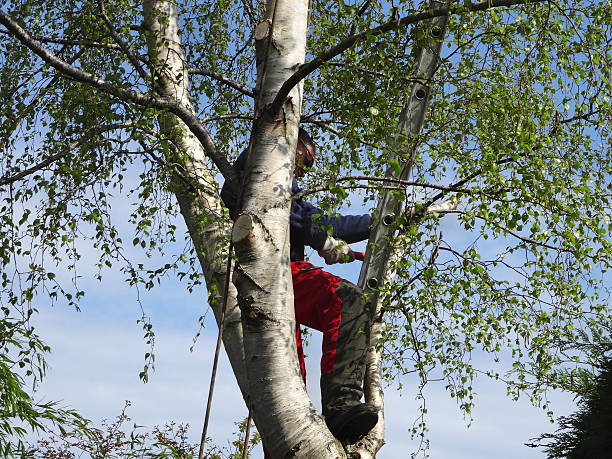 Lawn Watering Services in Picacho Hills, NM